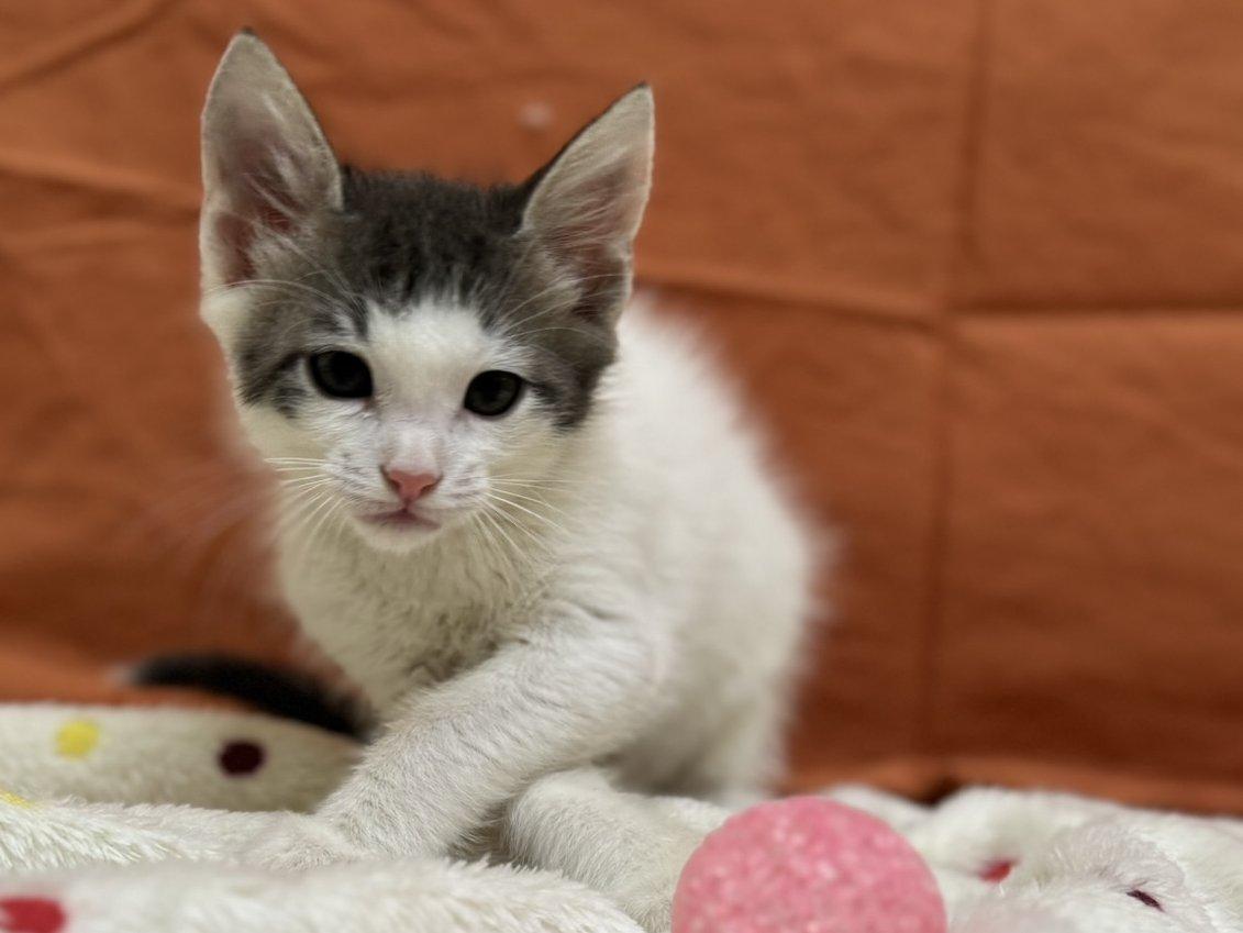 Clover, an adoptable Domestic Short Hair in Republic, WA, 99166 | Photo Image 2