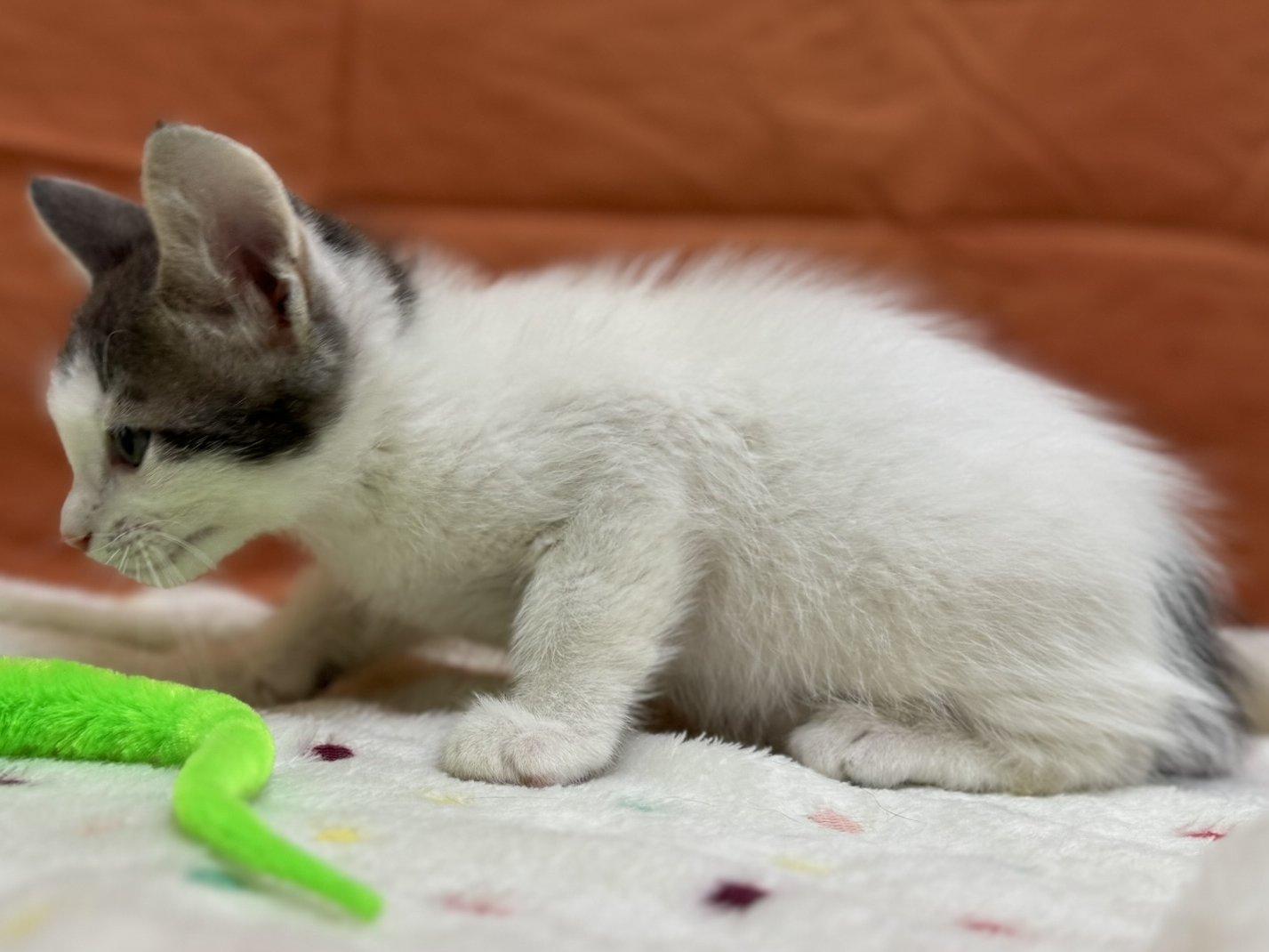 Clover, an adoptable Domestic Short Hair in Republic, WA, 99166 | Photo Image 4