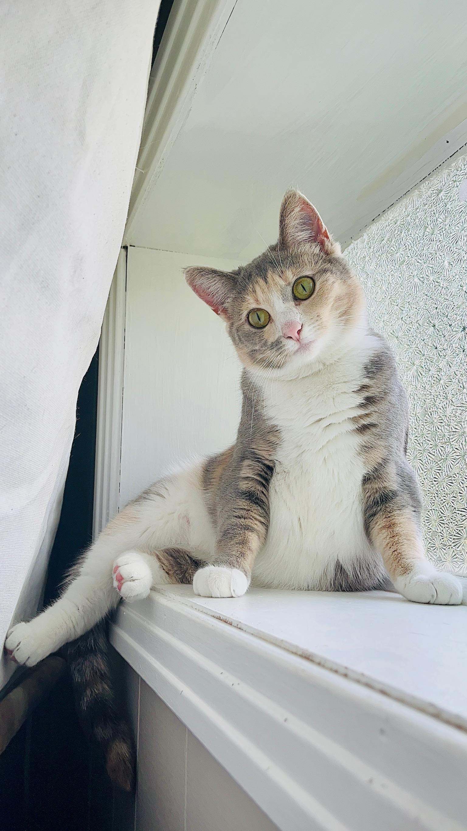 Enlarge Ozzy + Stella (bonded sisters), a Adoptable Domestic Short Hair in Nashville, TN image 1/4