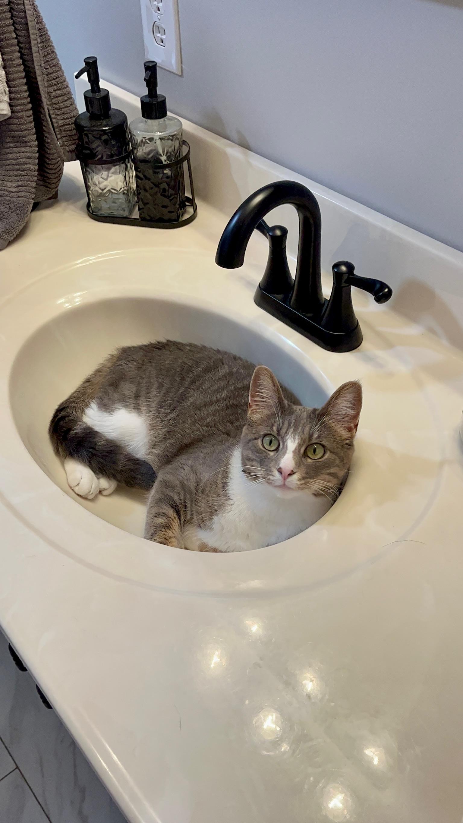 Enlarge Ozzy + Stella (bonded sisters), a Adoptable Domestic Short Hair in Nashville, TN image 2/4