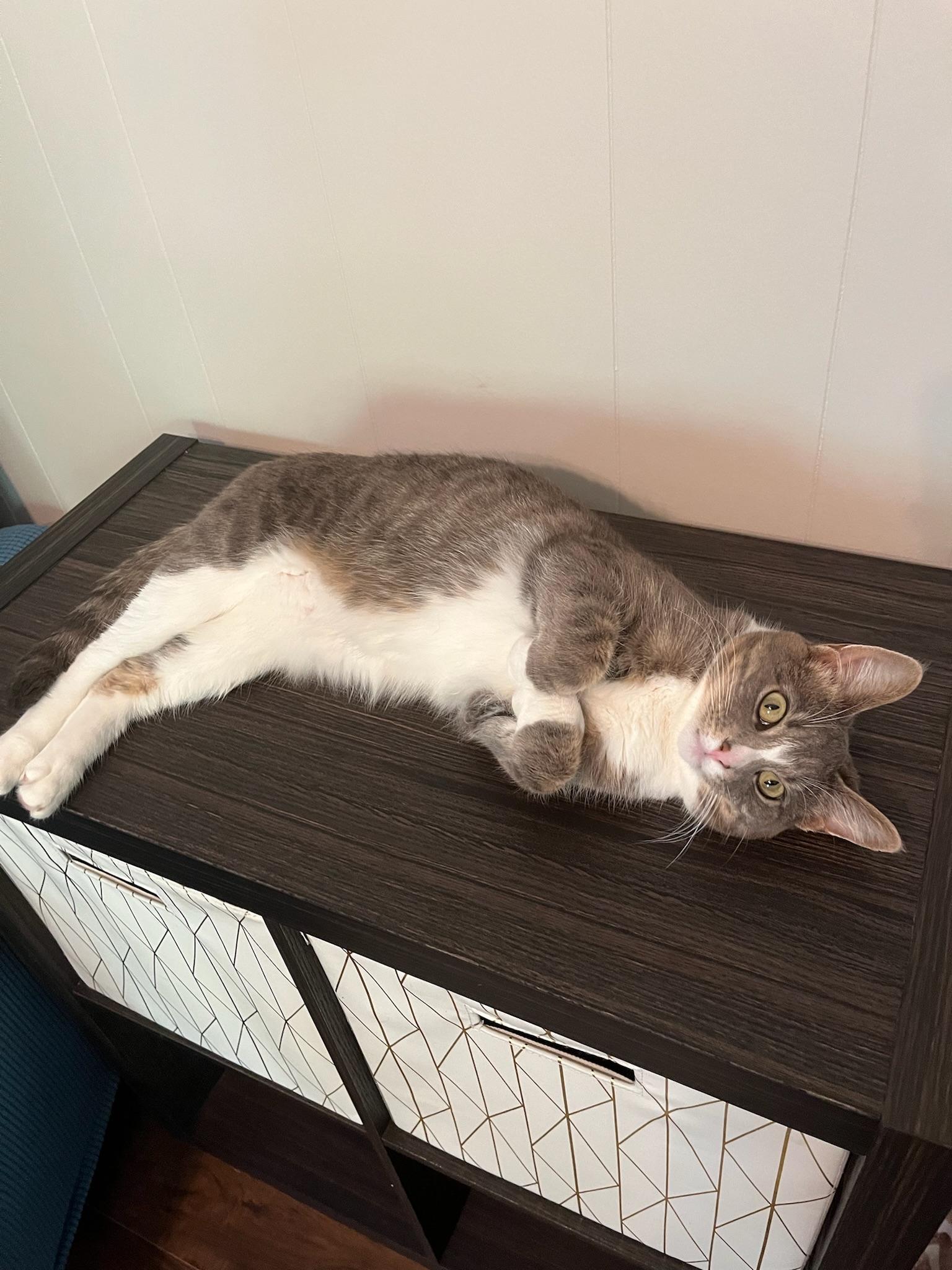 Enlarge Ozzy + Stella (bonded sisters), a Adoptable Domestic Short Hair in Nashville, TN image 3/4