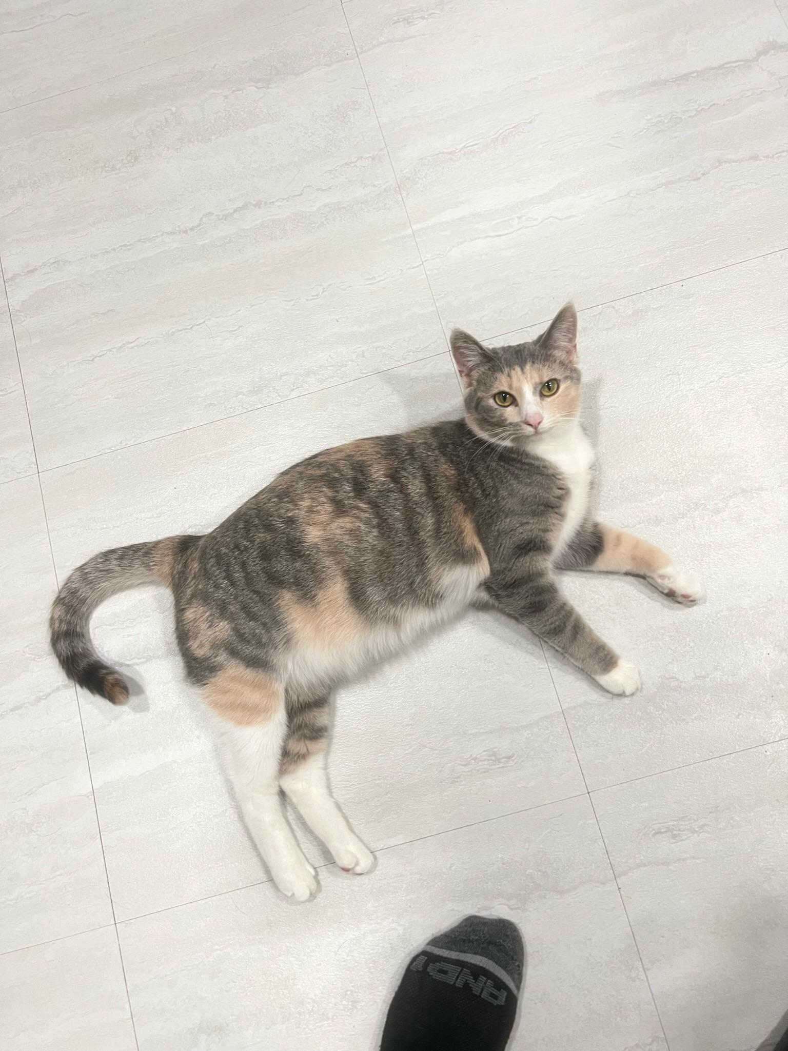 Enlarge Ozzy + Stella (bonded sisters), a Adoptable Domestic Short Hair in Nashville, TN image 4/4