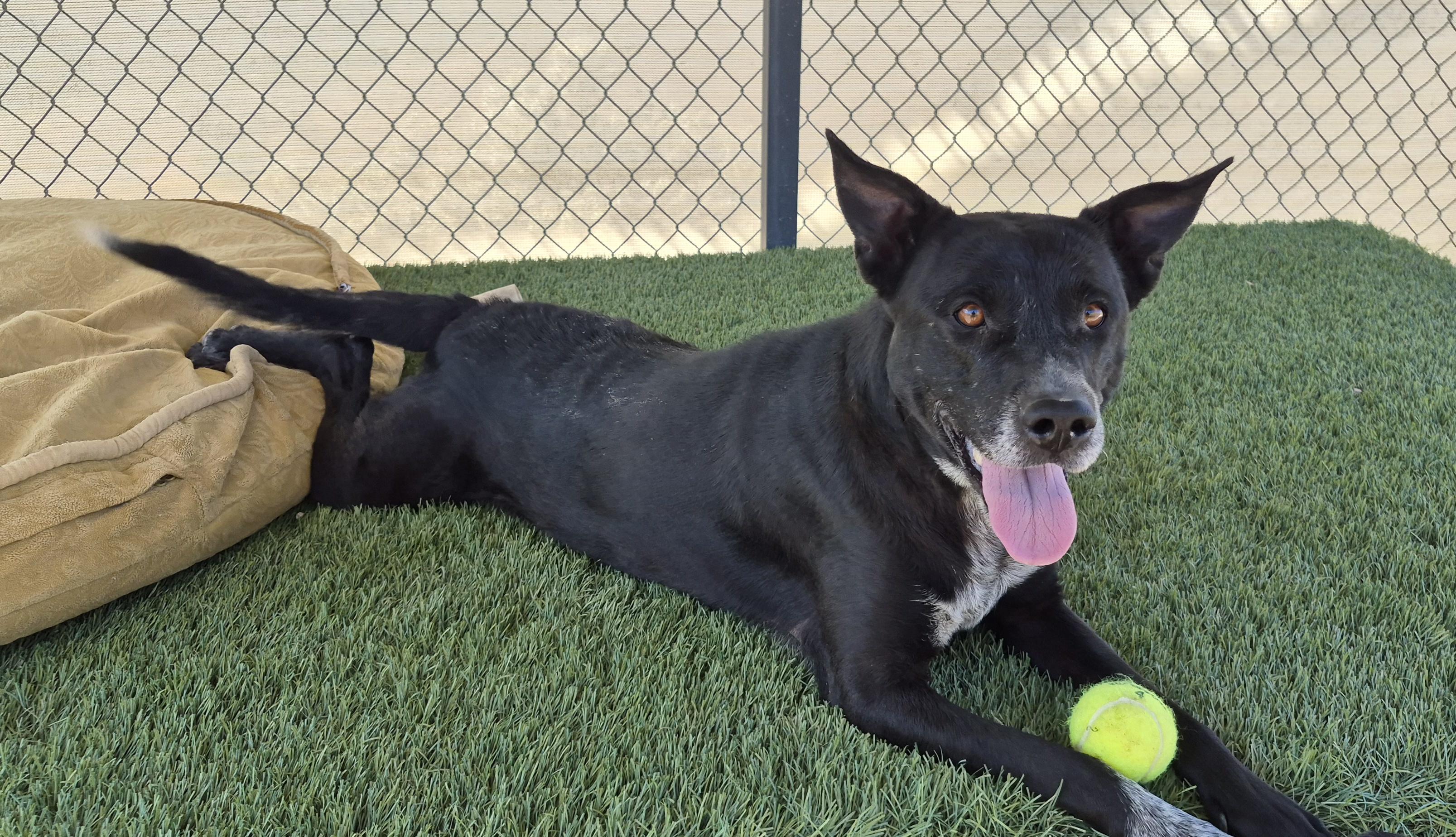 Coco, ADOPTABLE, Adult Male American Staffordshire Terrier & Labrador Retriever.