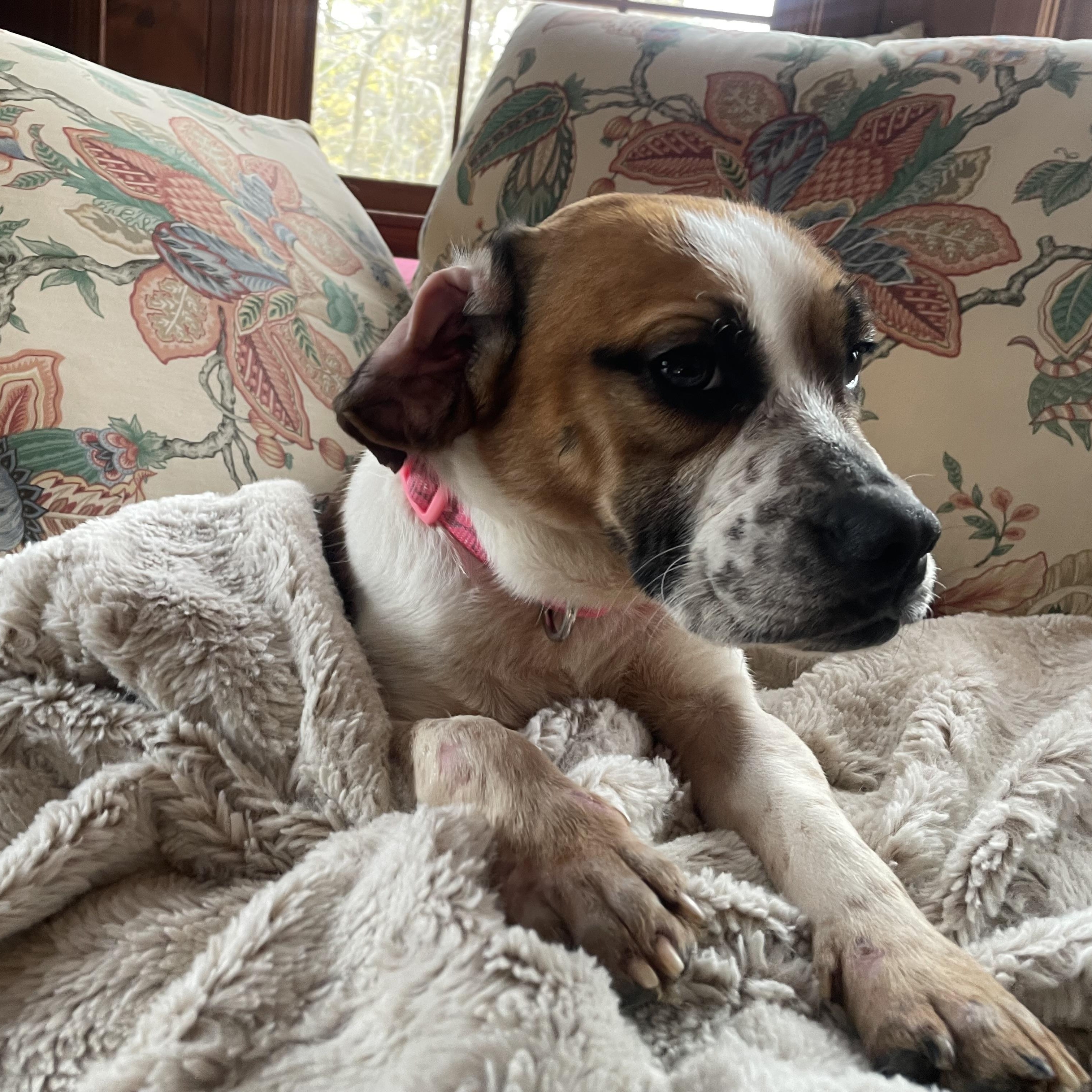 Luma, ADOPTABLE, Adult Female Beagle & English Bulldog.