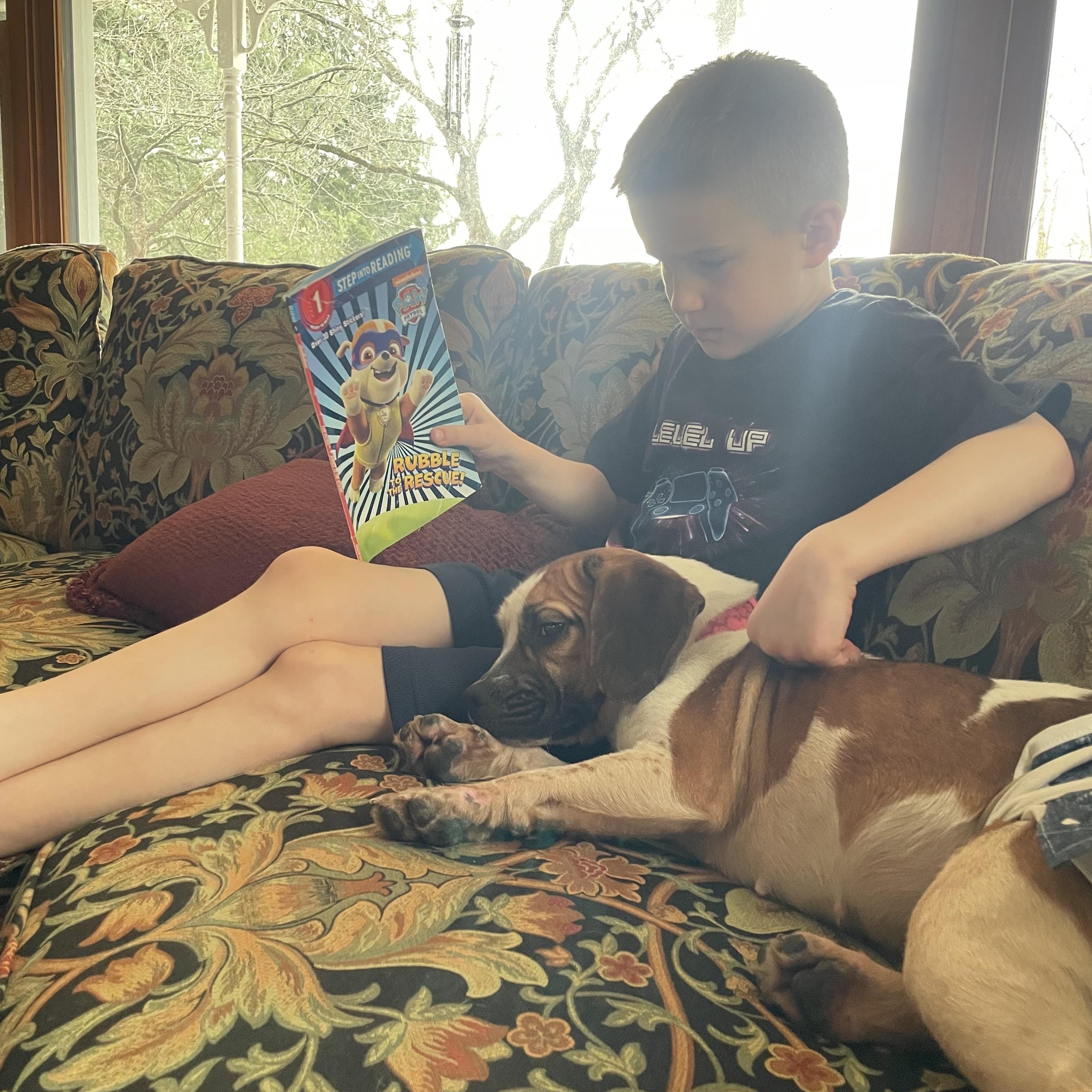 Enlarge Luma, a ADOPTABLE mixed breed in Cleveland, OH image 3/3