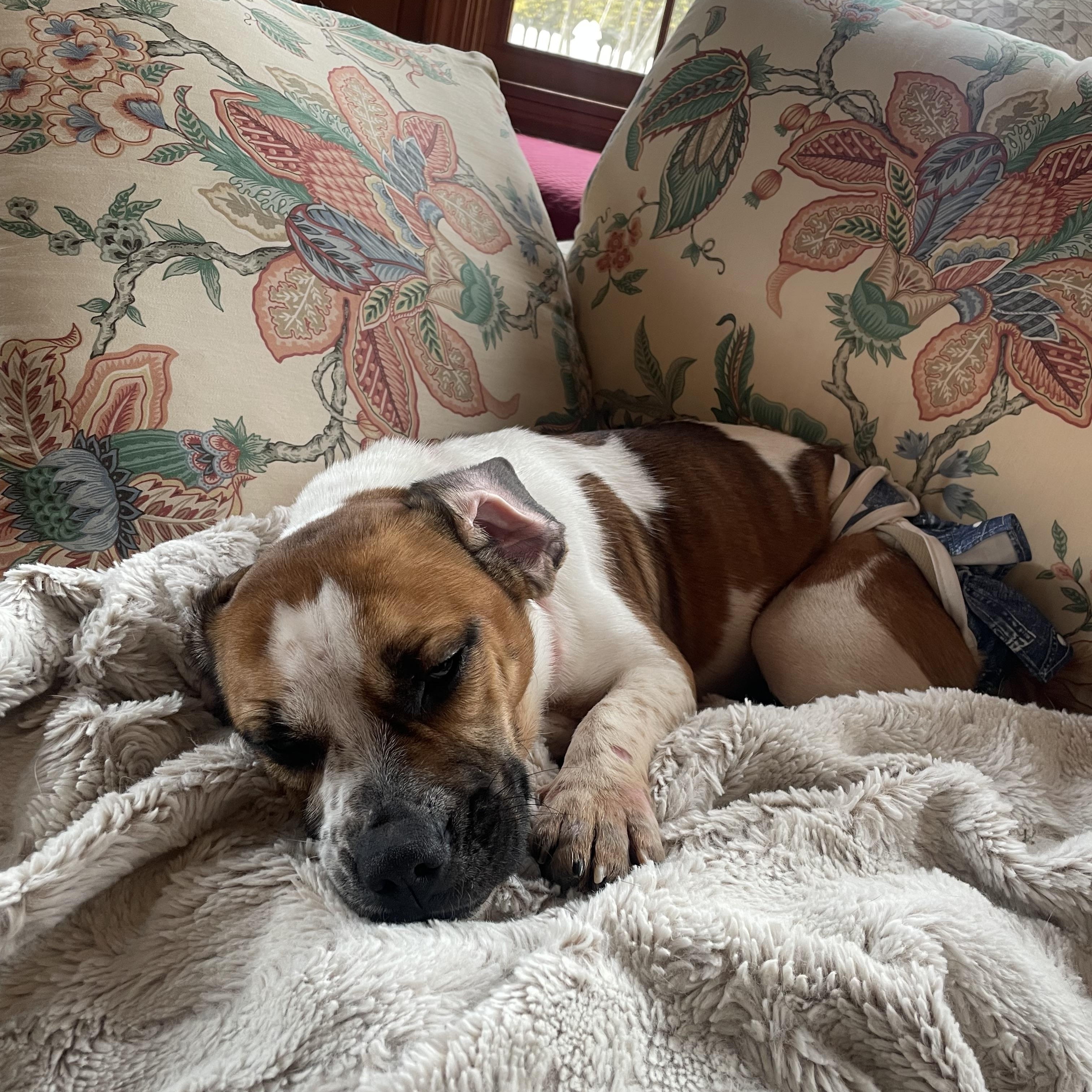 Enlarge Luma, a ADOPTABLE mixed breed in Cleveland, OH image 2/3