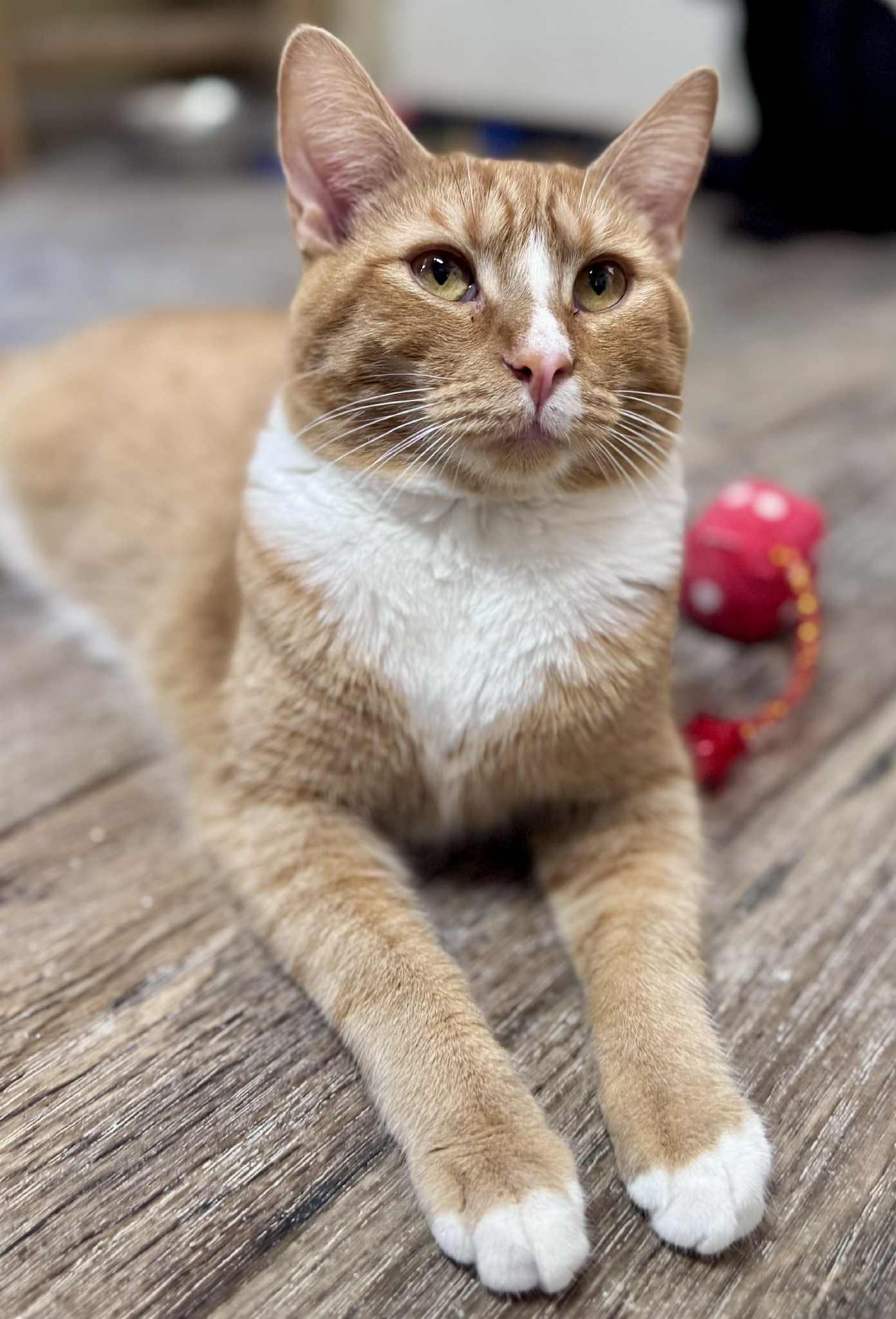 Nick, Adoptable, Young Male American Shorthair.