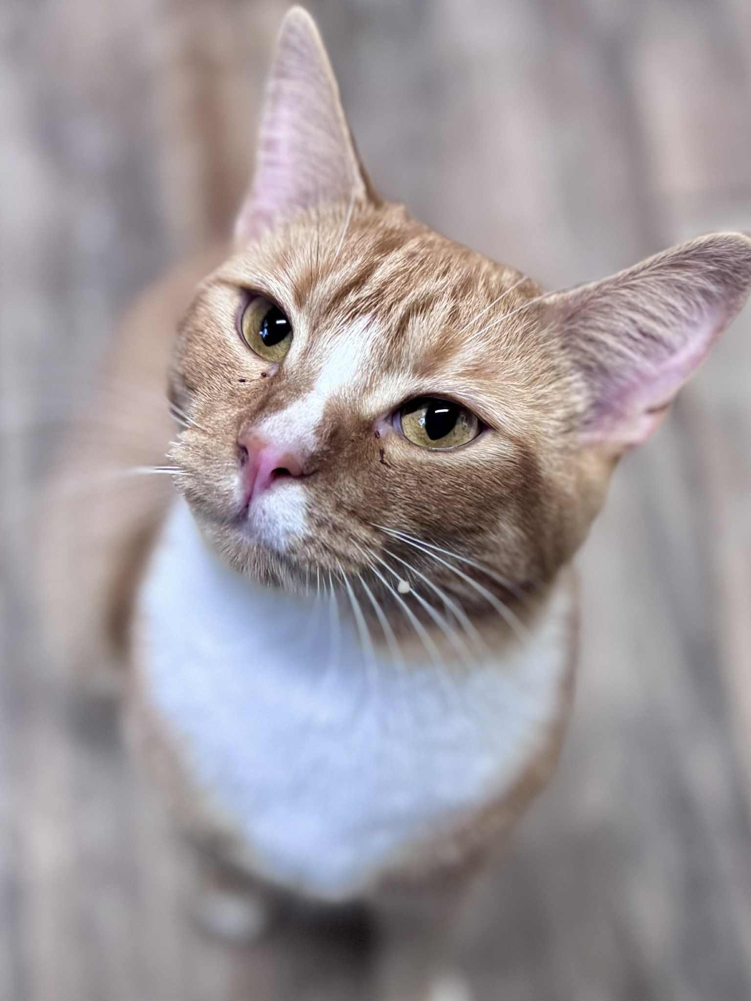 Nick, a Adoptable American Shorthair in Rixeyville, VA image 2/4