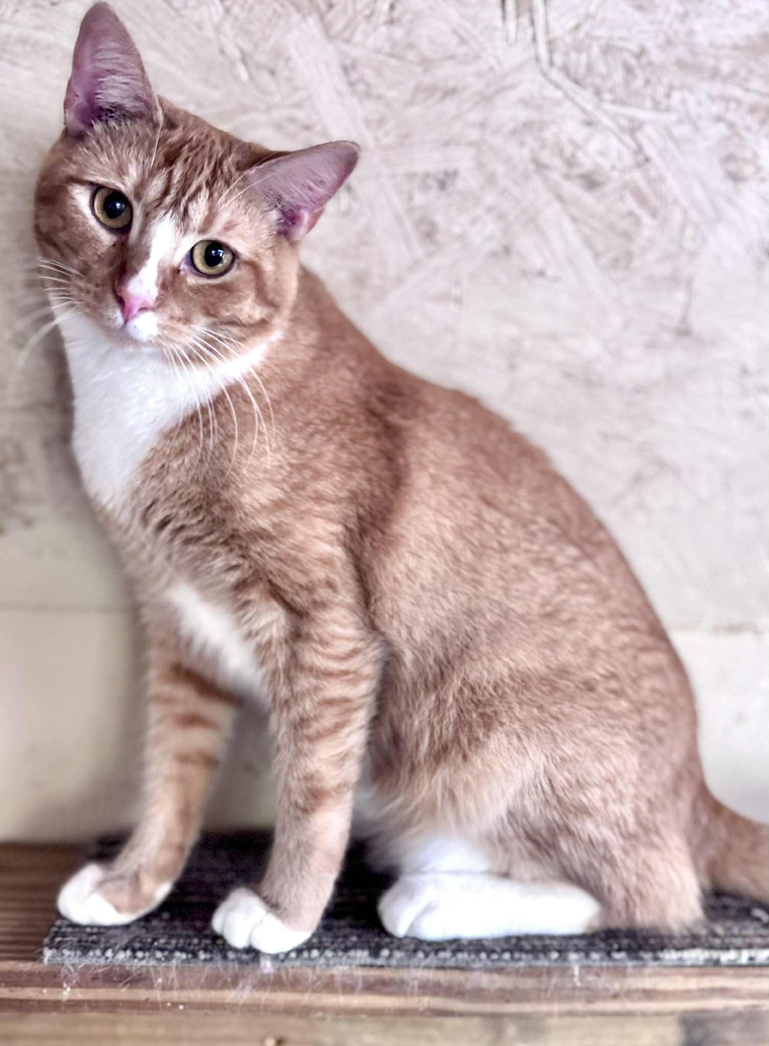 Nick, a Adoptable American Shorthair in Rixeyville, VA image 3/4