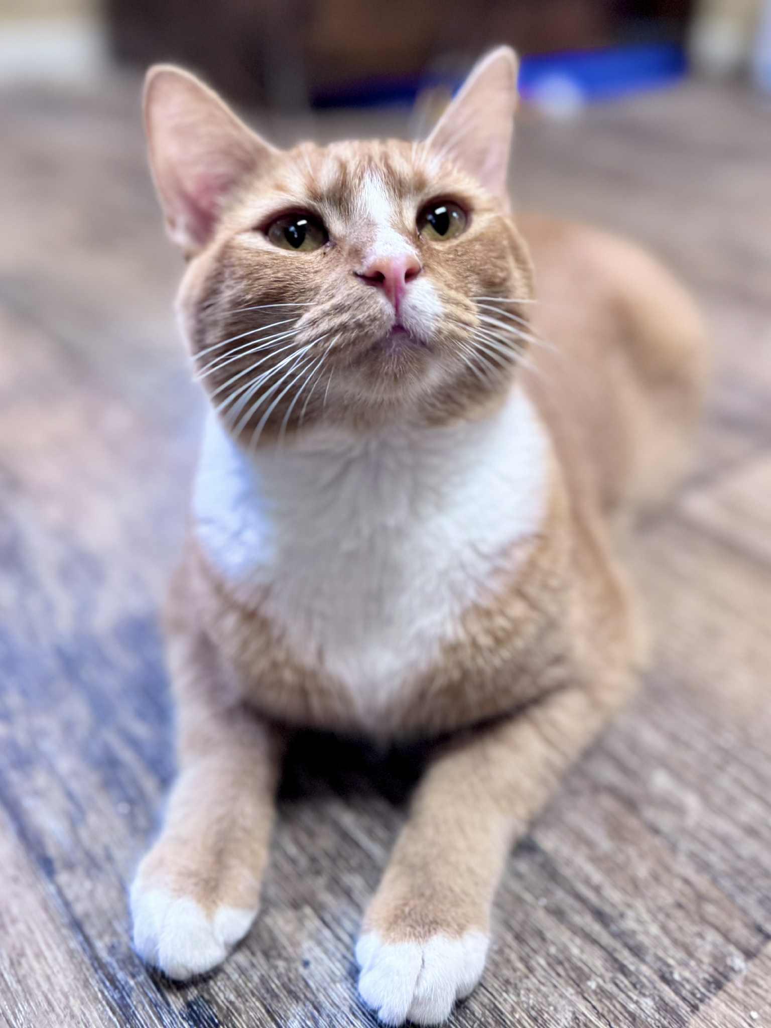 Nick, a Adoptable American Shorthair in Rixeyville, VA image 4/4