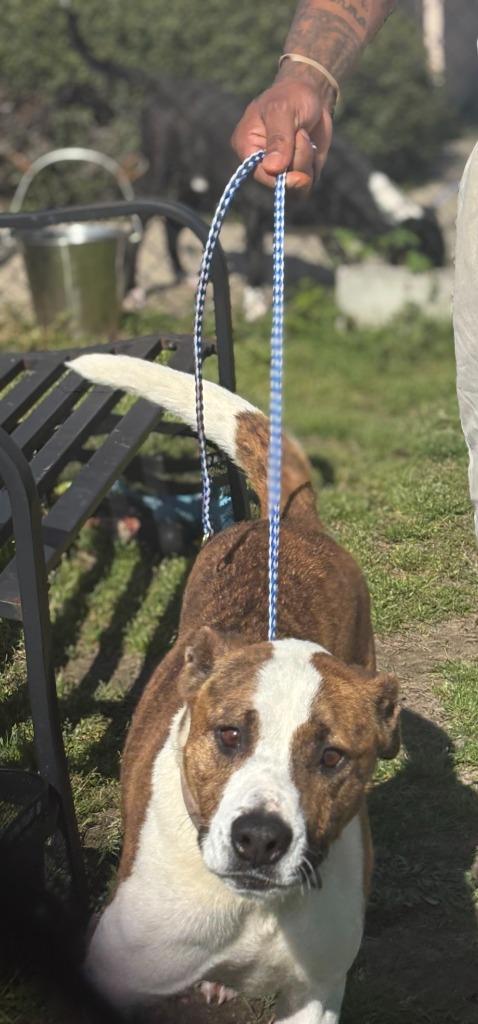 Daisy, Adoptable, Young Female Mixed Breed.