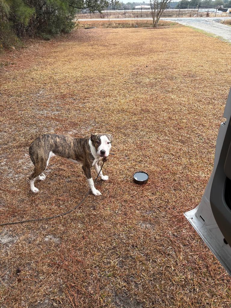 Enlarge Daisy, a Adoptable mixed breed in Effingham, SC image 2/4