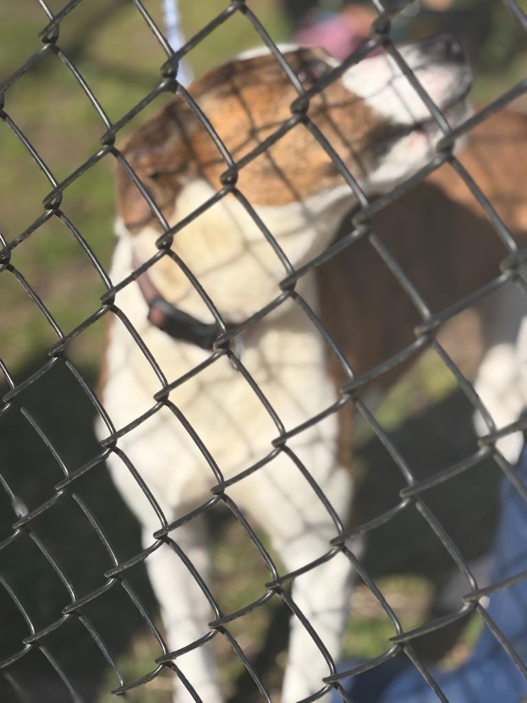 Enlarge Daisy, a Adoptable mixed breed in Effingham, SC image 3/4