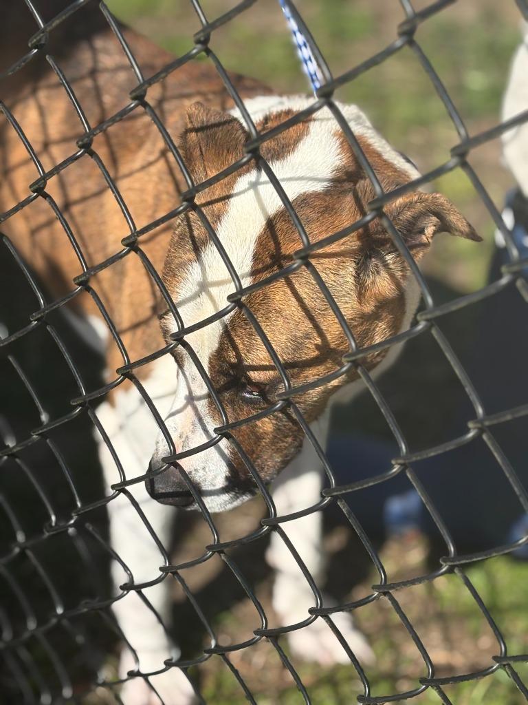 Enlarge Daisy, a Adoptable mixed breed in Effingham, SC image 4/4