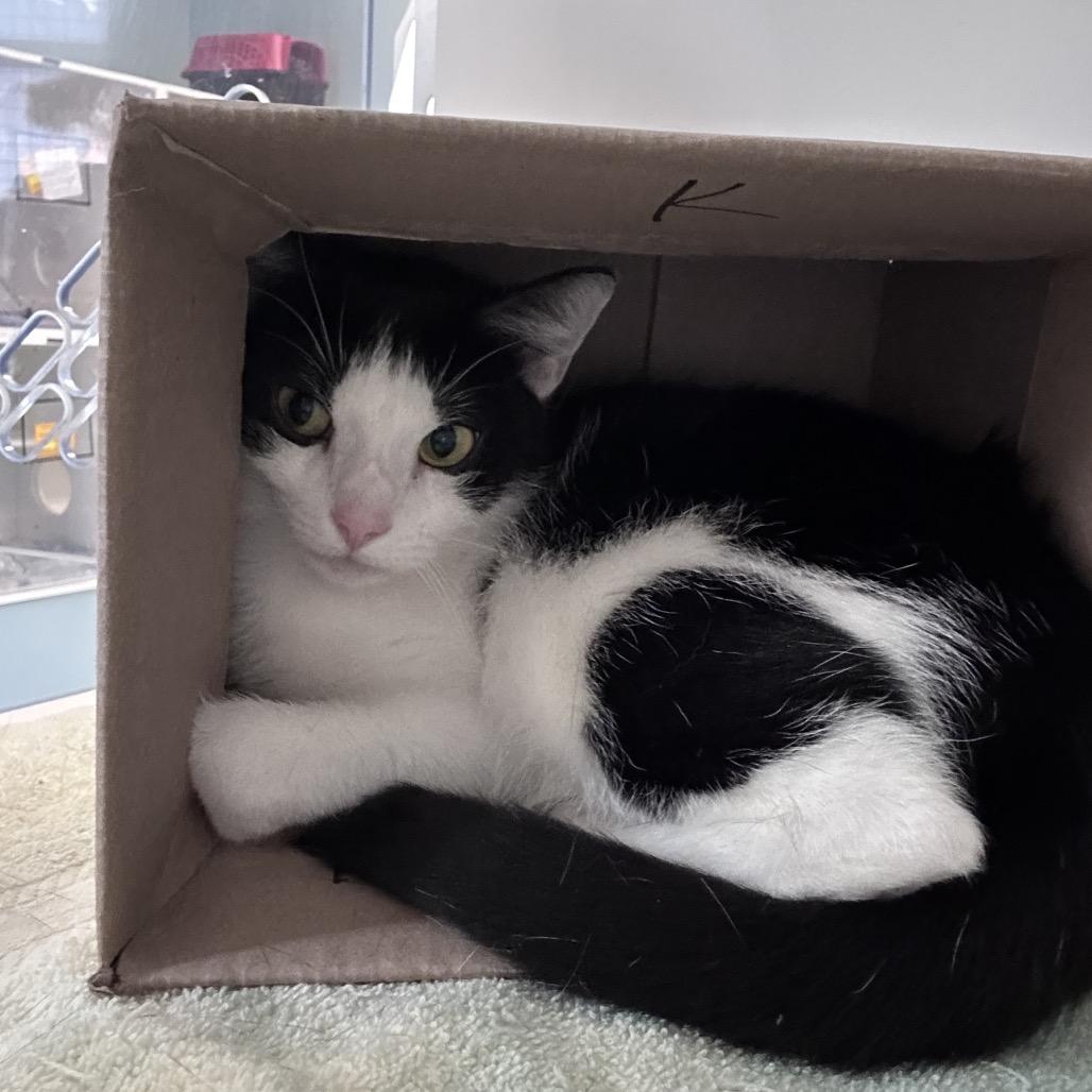 SPARK, Adoptable, Adult Female Domestic Short Hair.