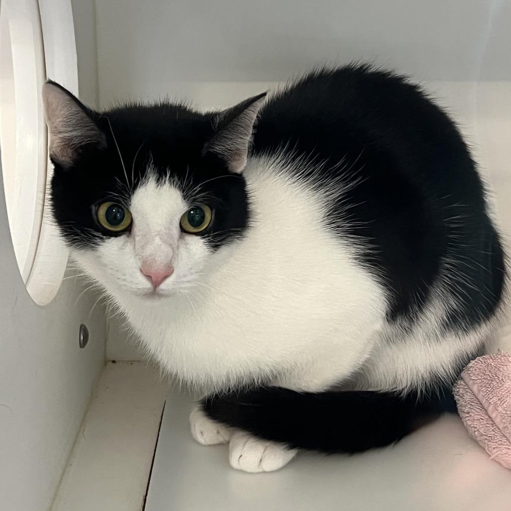 Enlarge SPARK, a Adoptable Domestic Short Hair in Greensboro, NC image 2/5