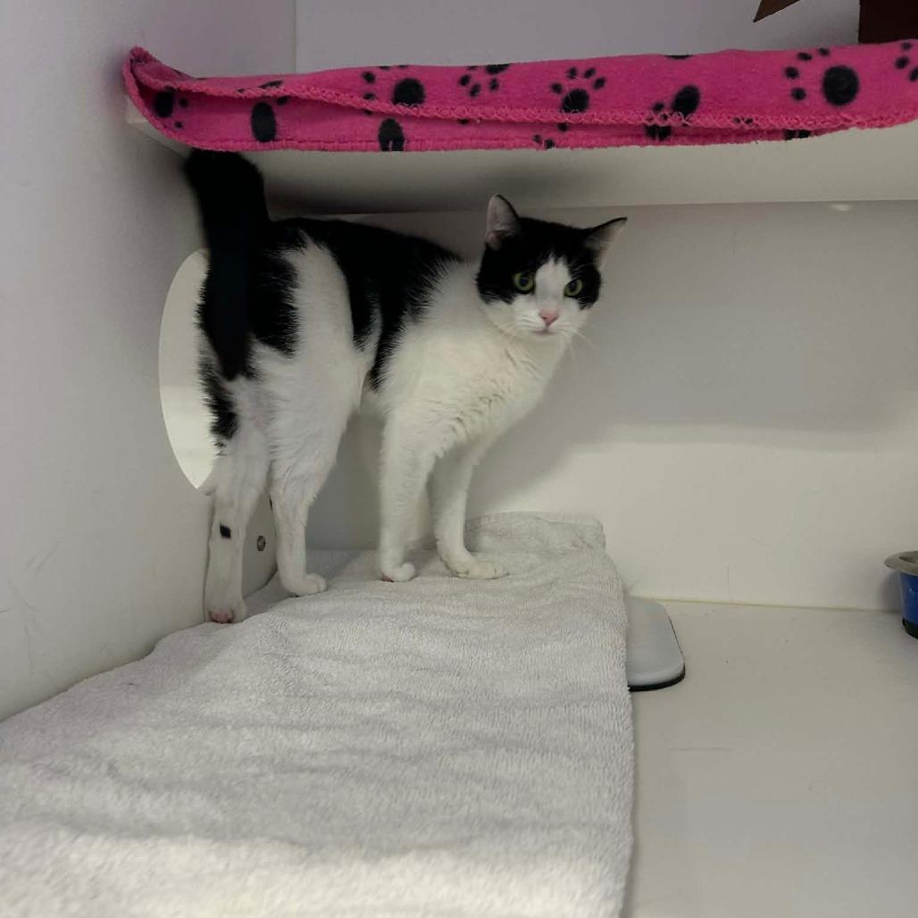 Enlarge SPARK, a Adoptable Domestic Short Hair in Greensboro, NC image 3/5