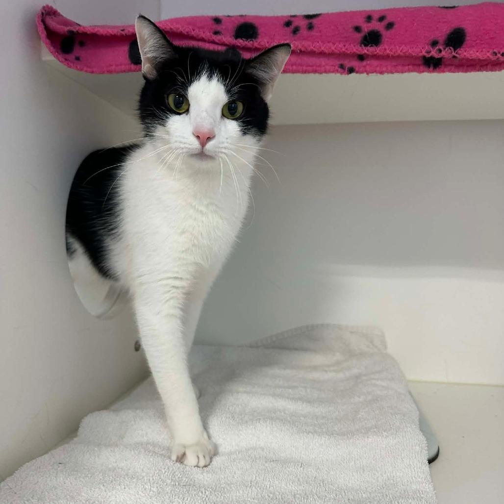 Enlarge SPARK, a Adoptable Domestic Short Hair in Greensboro, NC image 4/5