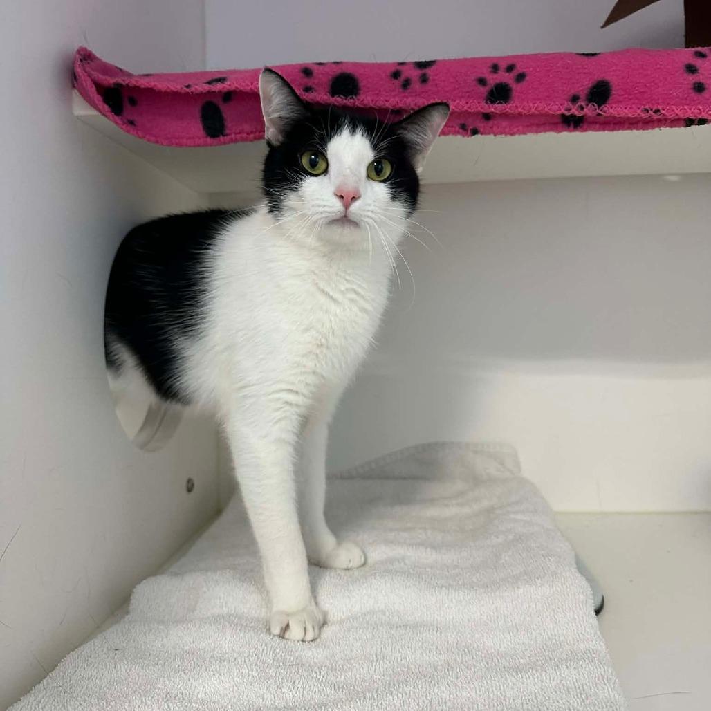 Enlarge SPARK, a Adoptable Domestic Short Hair in Greensboro, NC image 5/5