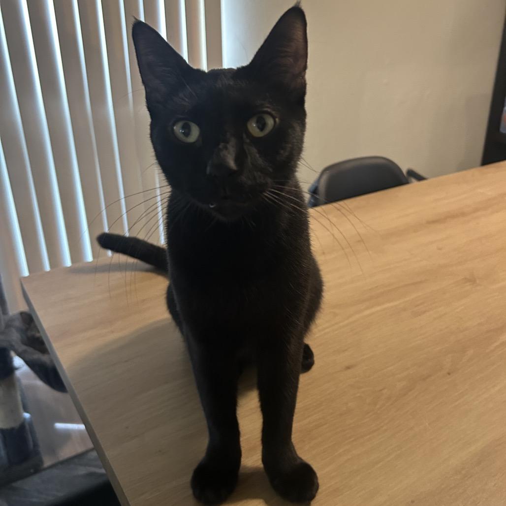 Shadow, Adoptable, Adult Male Domestic Short Hair.