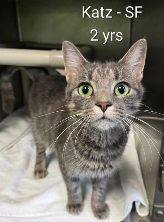 Katz, Adoptable, Young Female Domestic Short Hair.