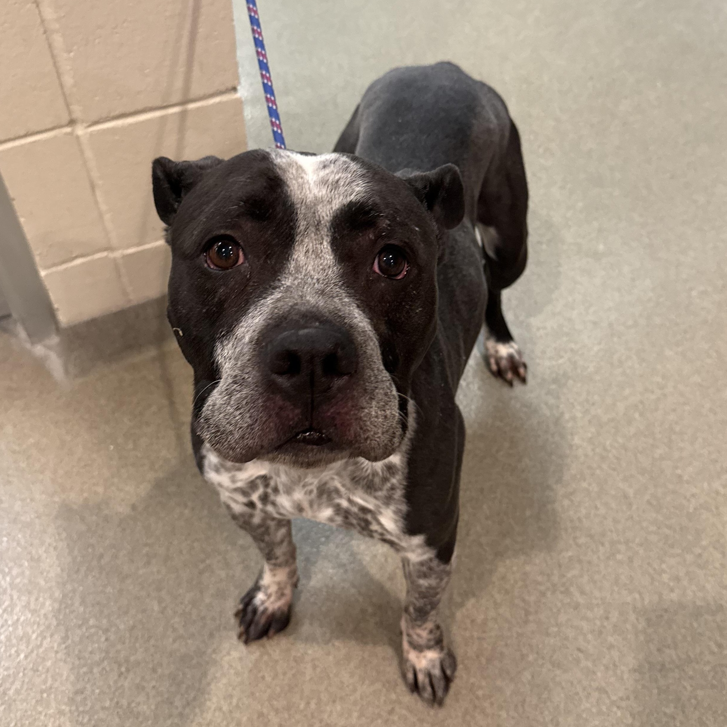 Enlarge Xerxes, an adoptable mixed breed in Kearney, NE image 1/1