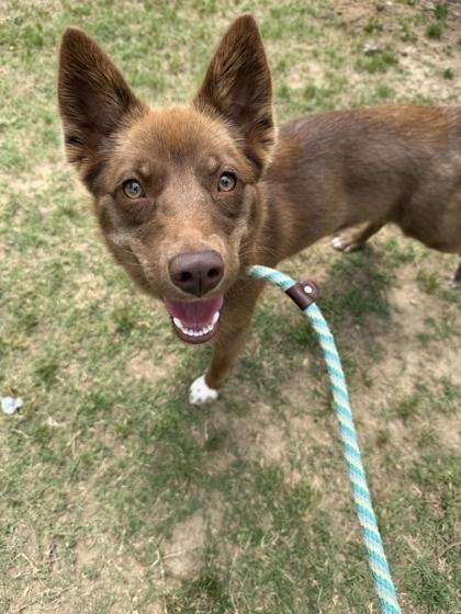 Foxxie, Adoptable, Young Female Mixed Breed & Mixed Breed.