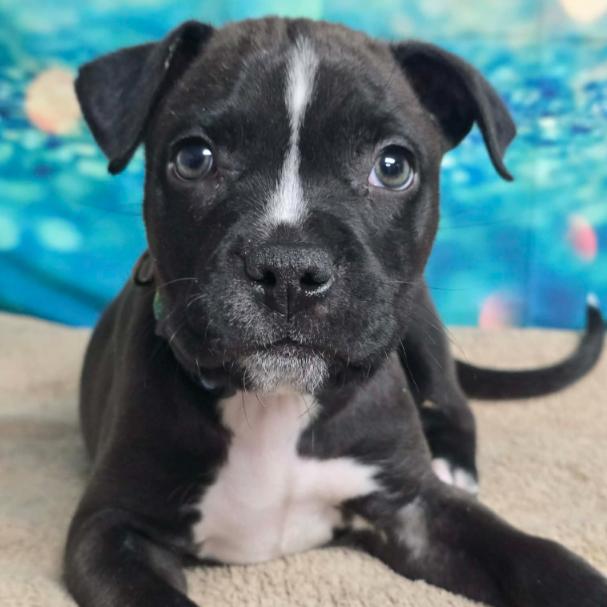 Hudson, a Adoptable mixed breed in Fort Collins, CO image 1/6