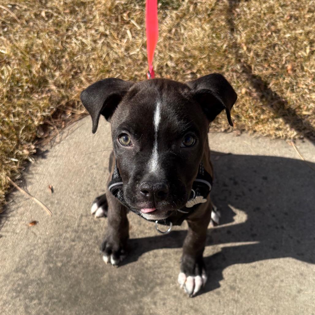 Hudson, a Adoptable mixed breed in Fort Collins, CO image 2/6