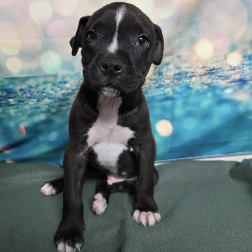 Hudson, a Adoptable mixed breed in Fort Collins, CO image 3/6