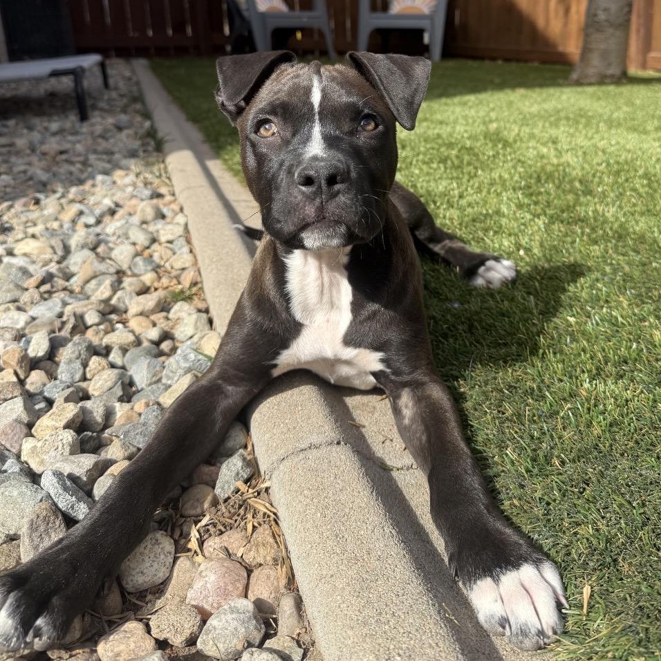 Hudson, a Adoptable mixed breed in Fort Collins, CO image 4/6