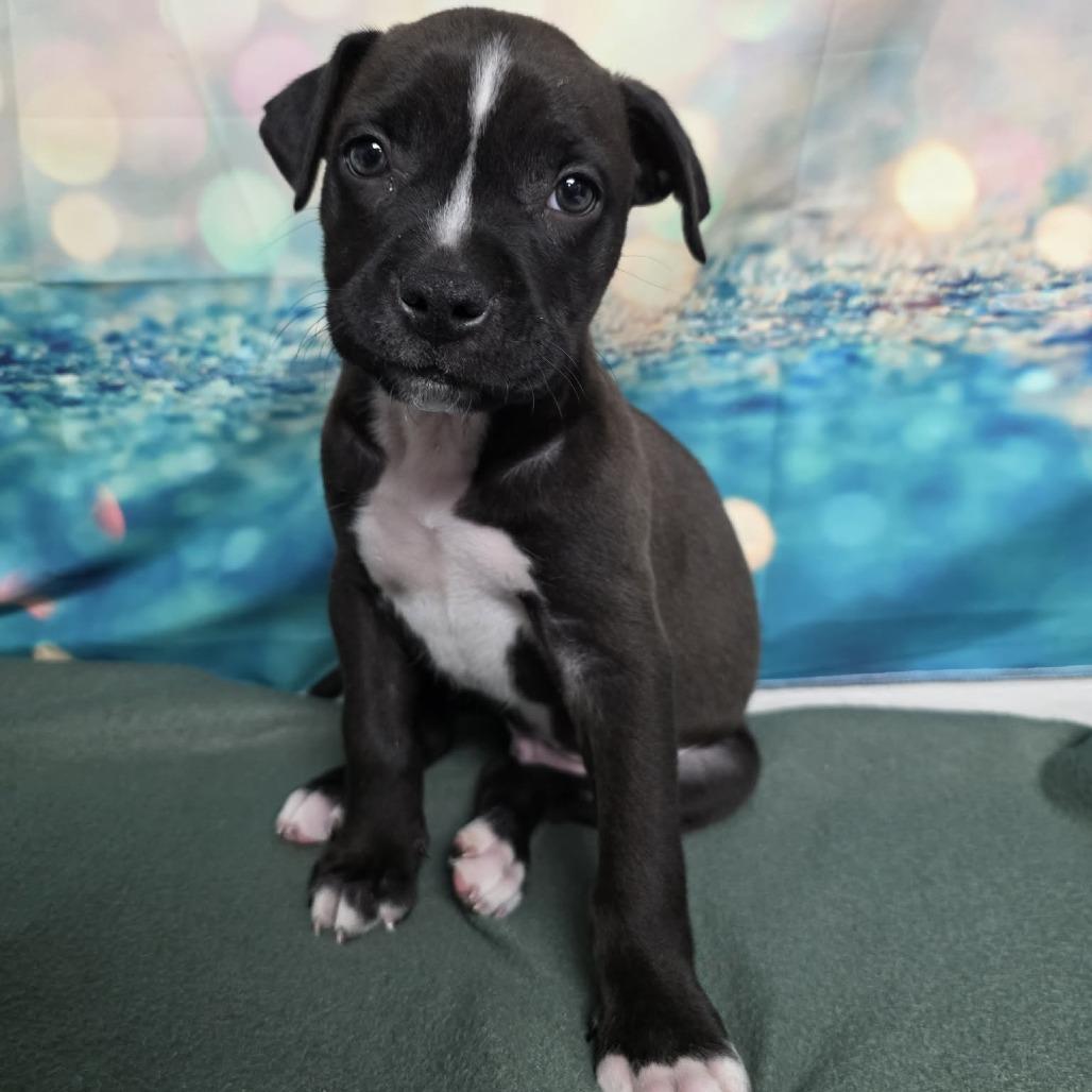 Hudson, a Adoptable mixed breed in Fort Collins, CO image 5/6