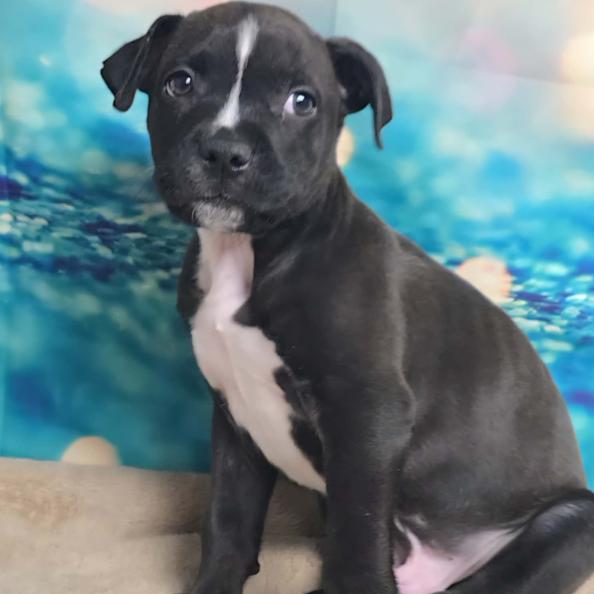 Hudson, a Adoptable mixed breed in Fort Collins, CO image 6/6