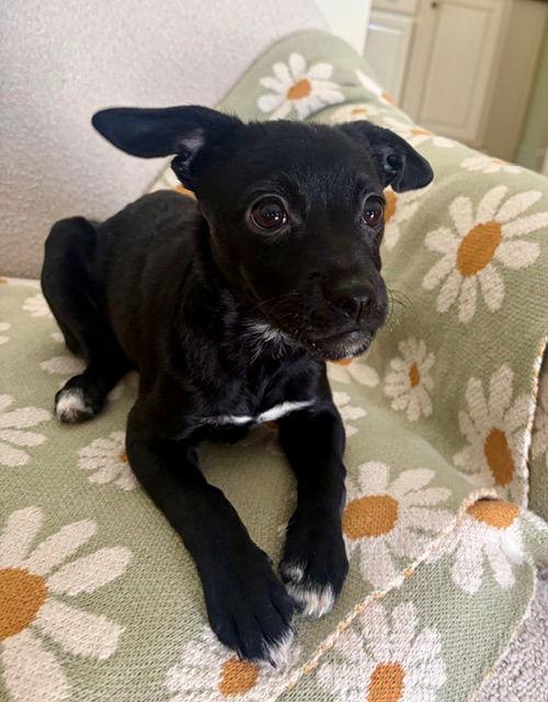 Rosie, Adoptable, Puppy Female Chihuahua & Yorkshire Terrier.