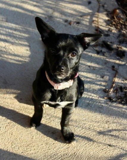 Enlarge Rosie, a Adopted mixed breed in Doylestown, PA image 2/3