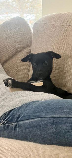 Enlarge Rosie, a Adoptable mixed breed in Doylestown, PA image 2/3