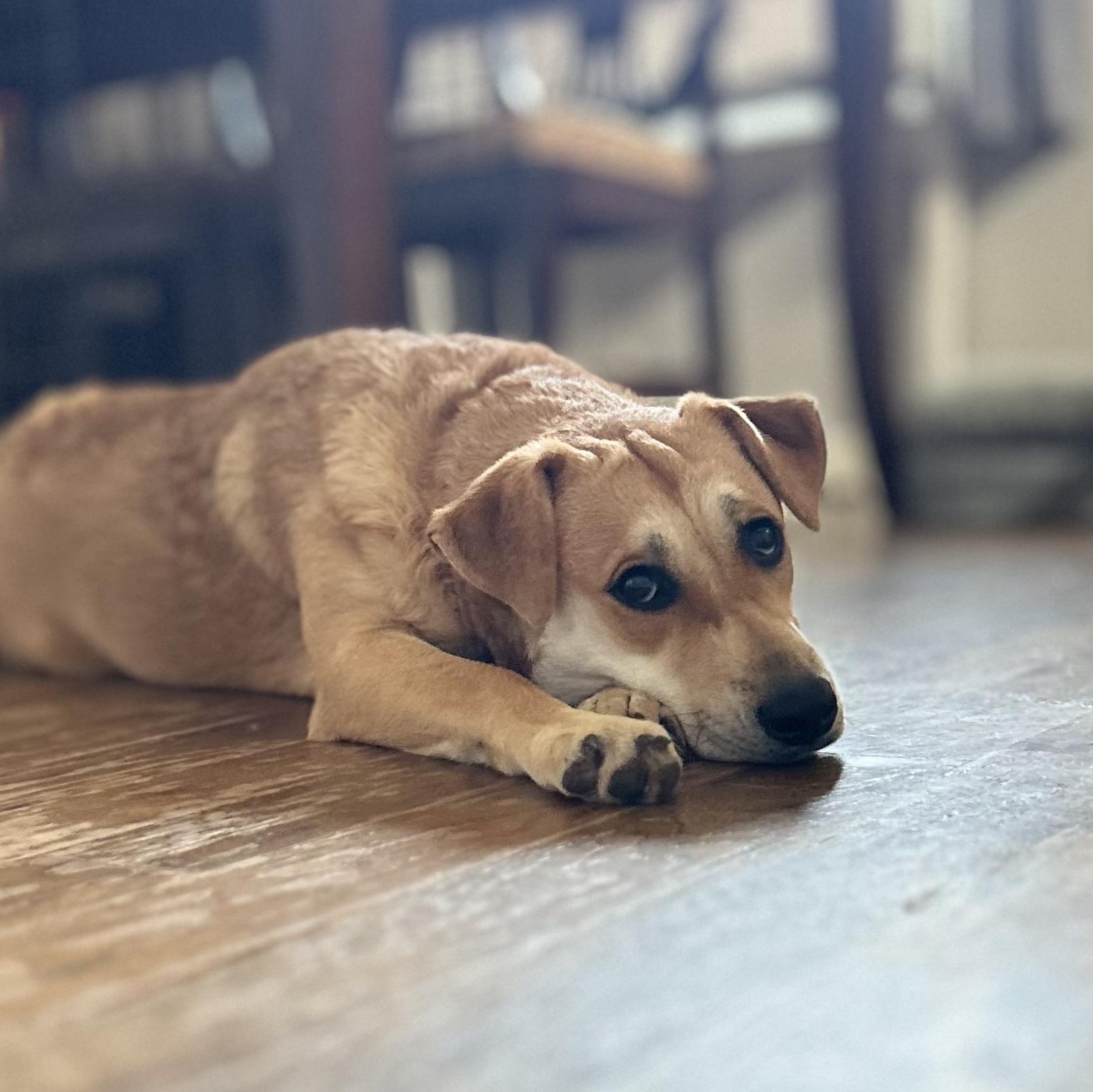 Enlarge Jolene, a Adoptable mixed breed in Sutton, MA image 5/6