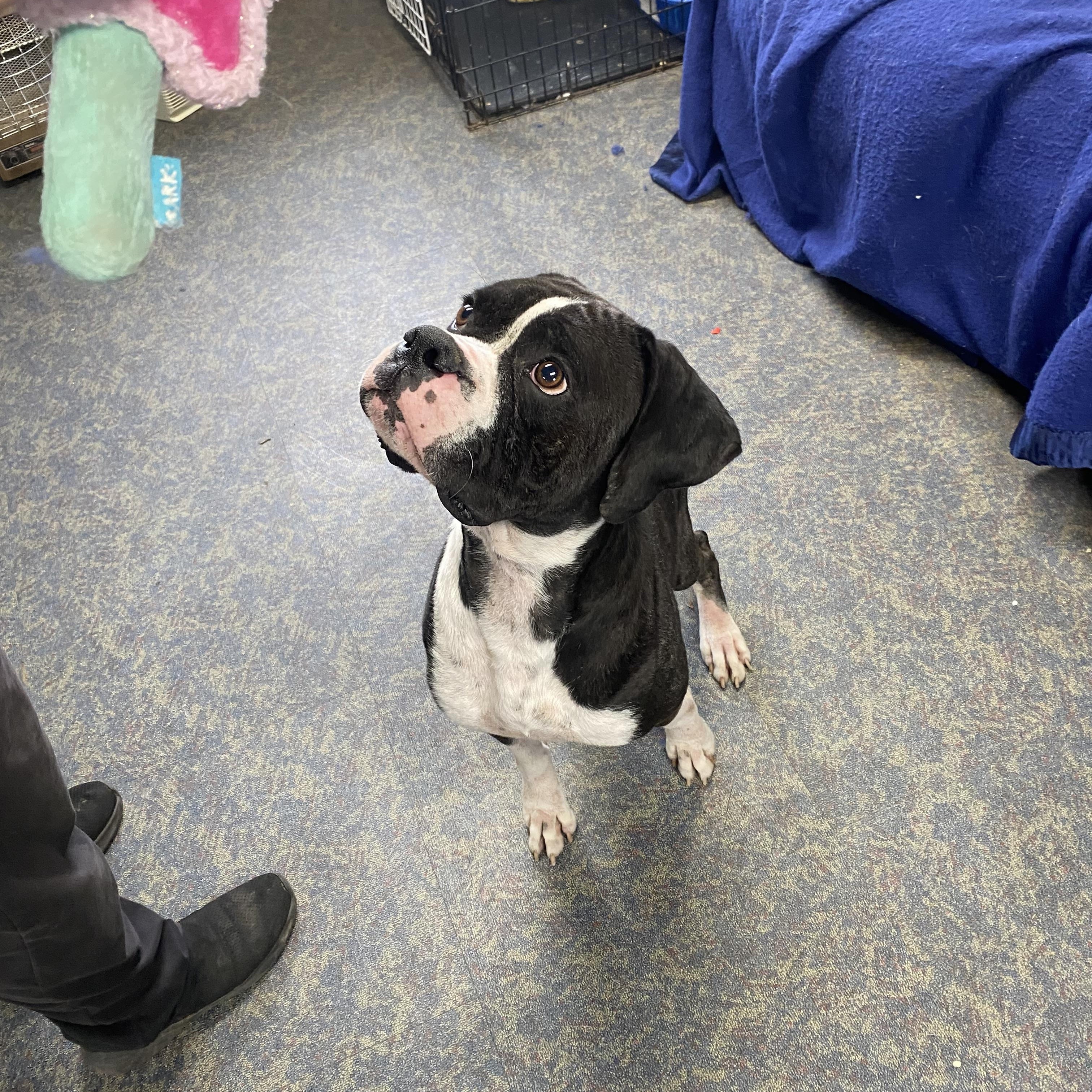 Mike, Adoptable, Adult Male Boxer.