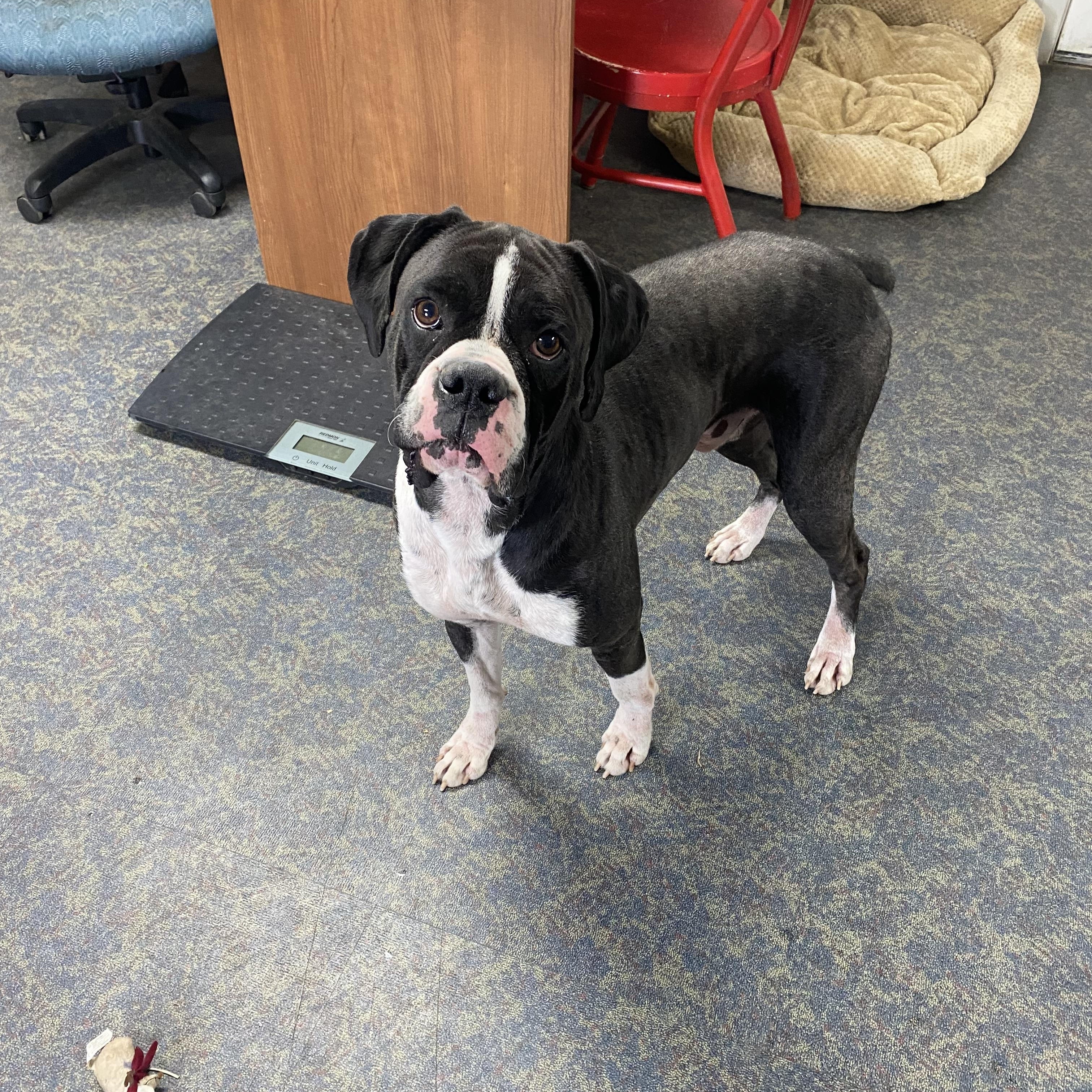 Mike, a Adoptable Boxer in Blytheville, AR image 2/4