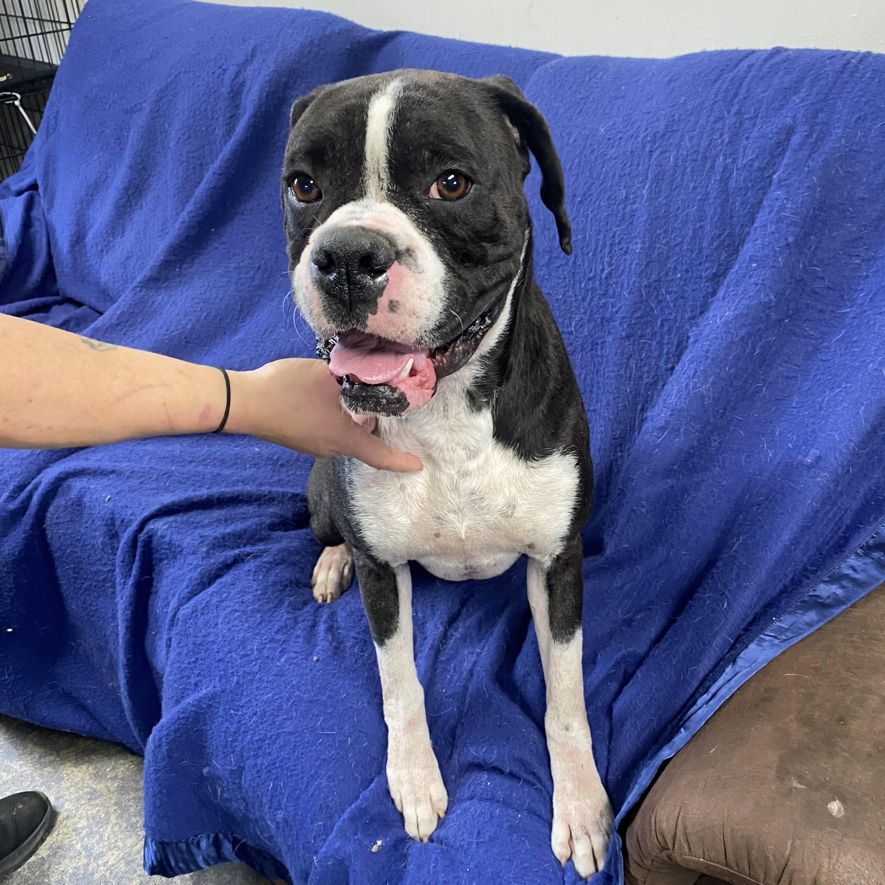 Mike, a Adoptable Boxer in Blytheville, AR image 4/4