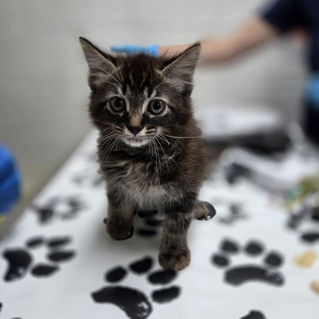 Enlarge Robe, a Adoptable Domestic Long Hair in Incline Village, NV image 1/1
