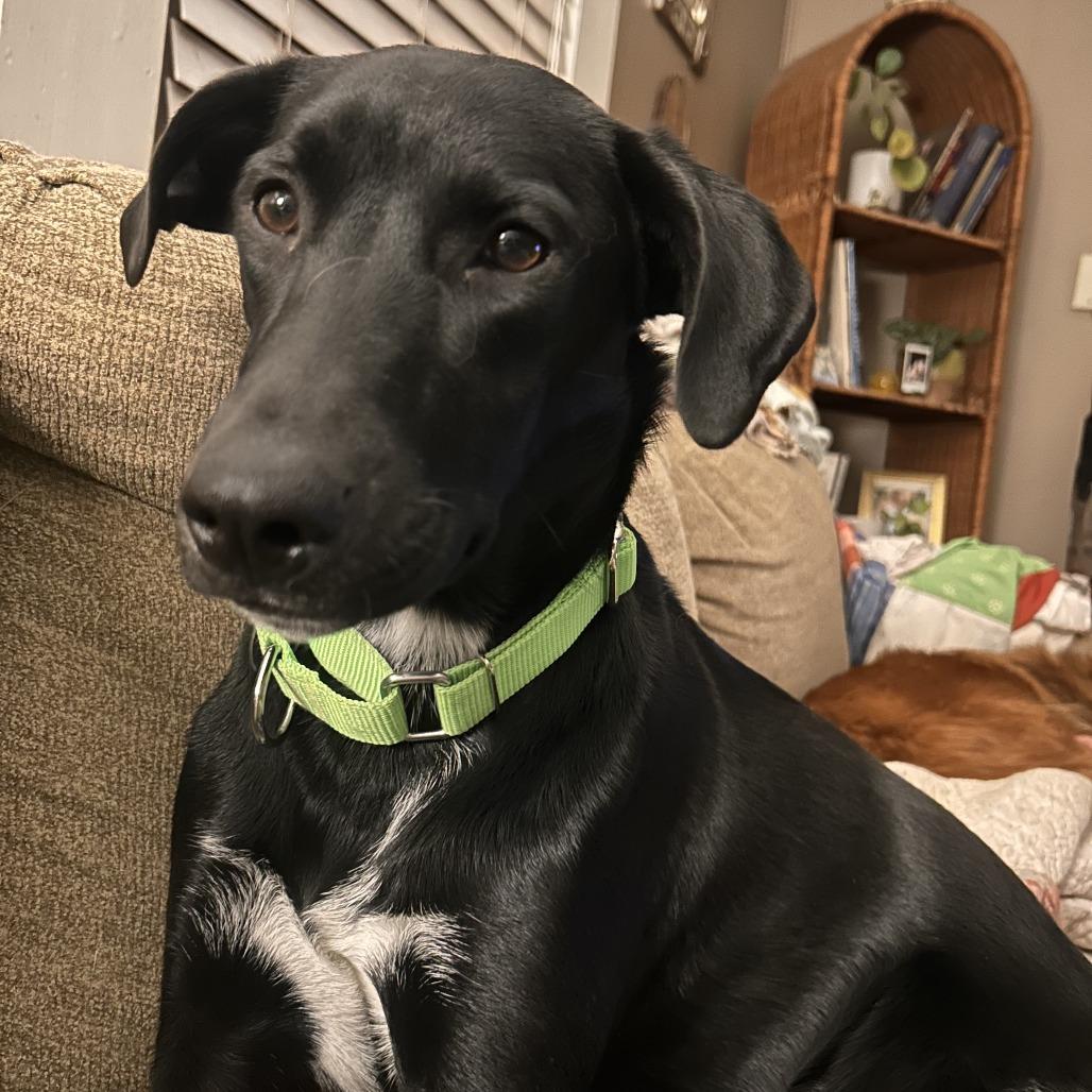 Midnight, Adoptable, Young Female Labrador Retriever & Mixed Breed.