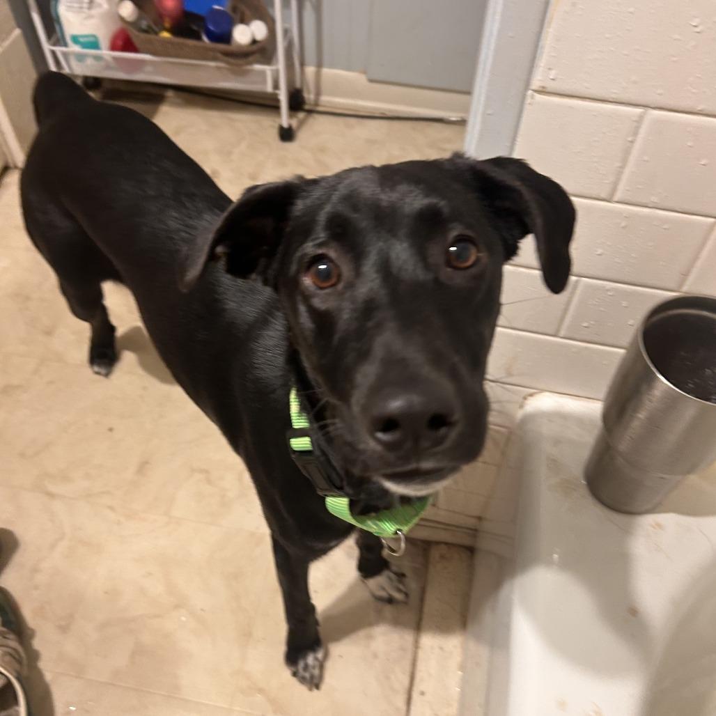 Enlarge Midnight, a Adoptable mixed breed in Fayetteville, AR image 2/6