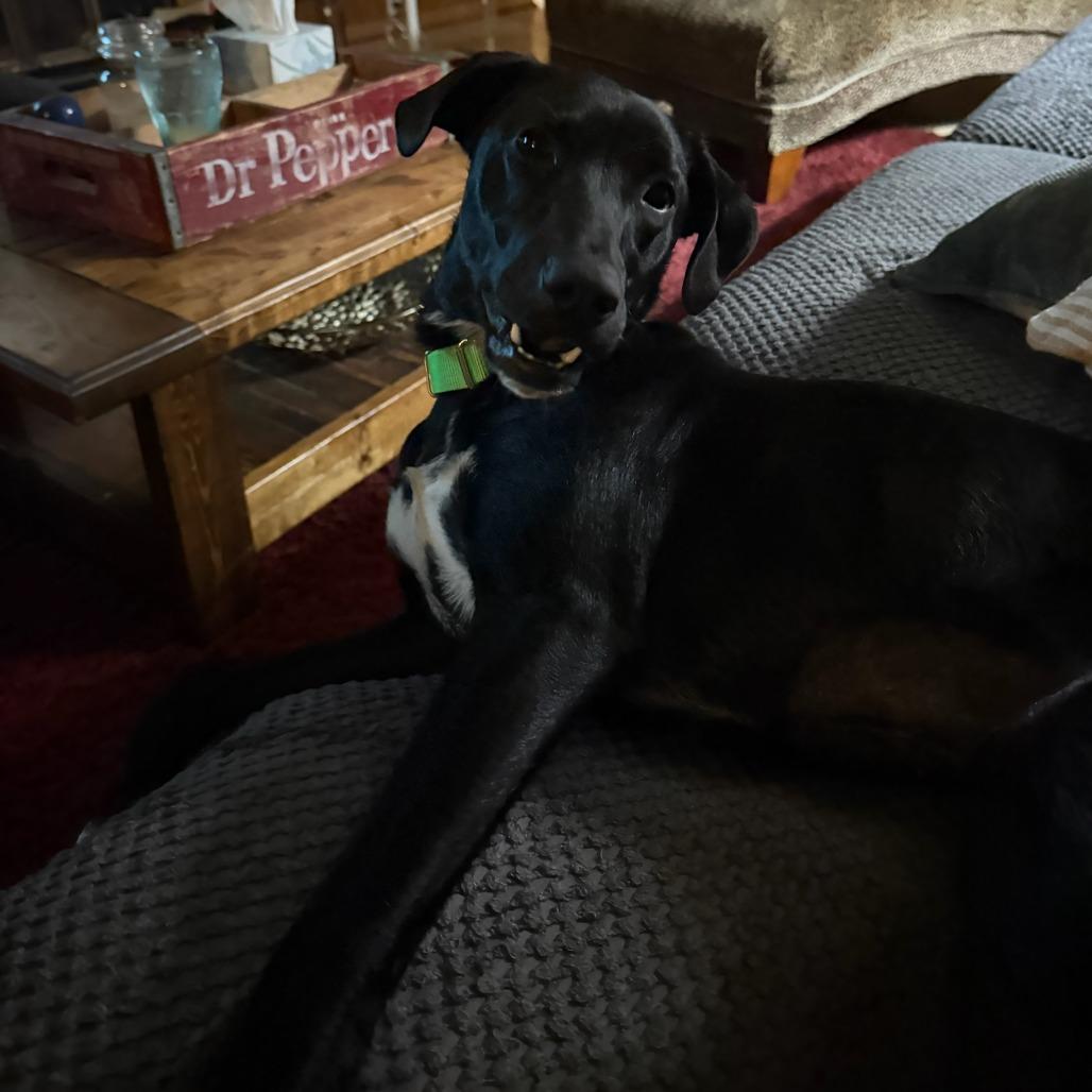 Enlarge Midnight, a Adoptable mixed breed in Fayetteville, AR image 3/6