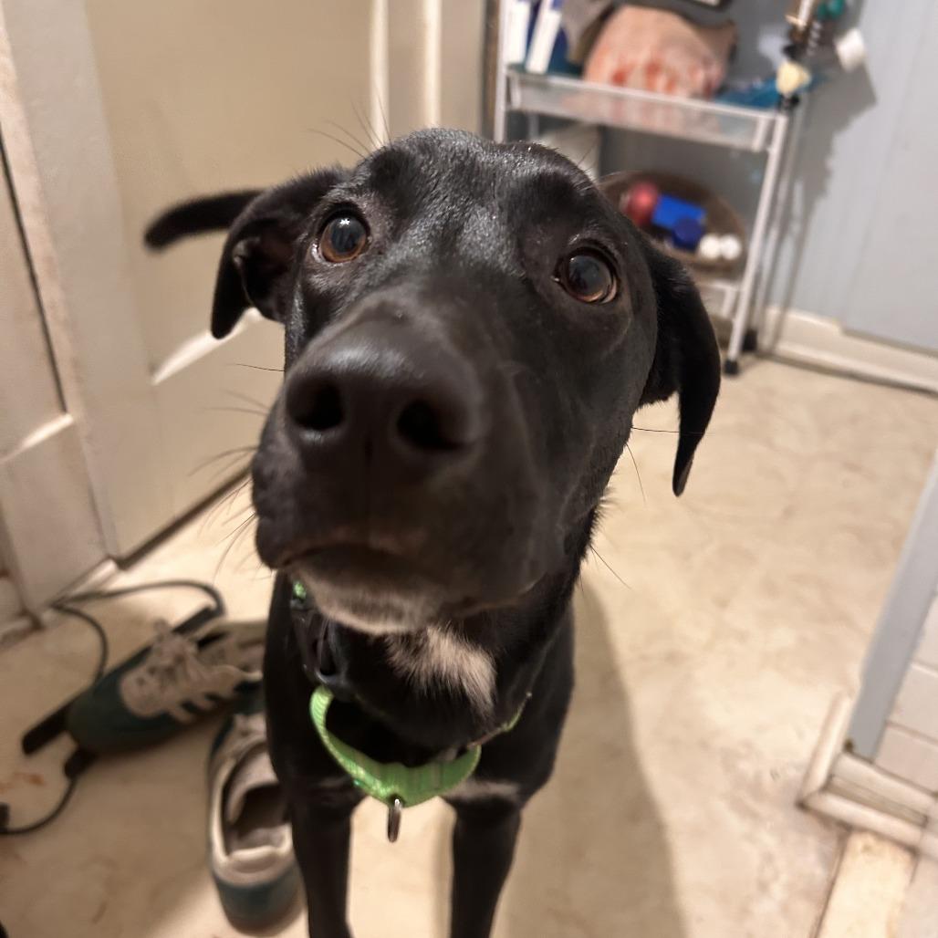 Enlarge Midnight, a Adoptable mixed breed in Fayetteville, AR image 4/6