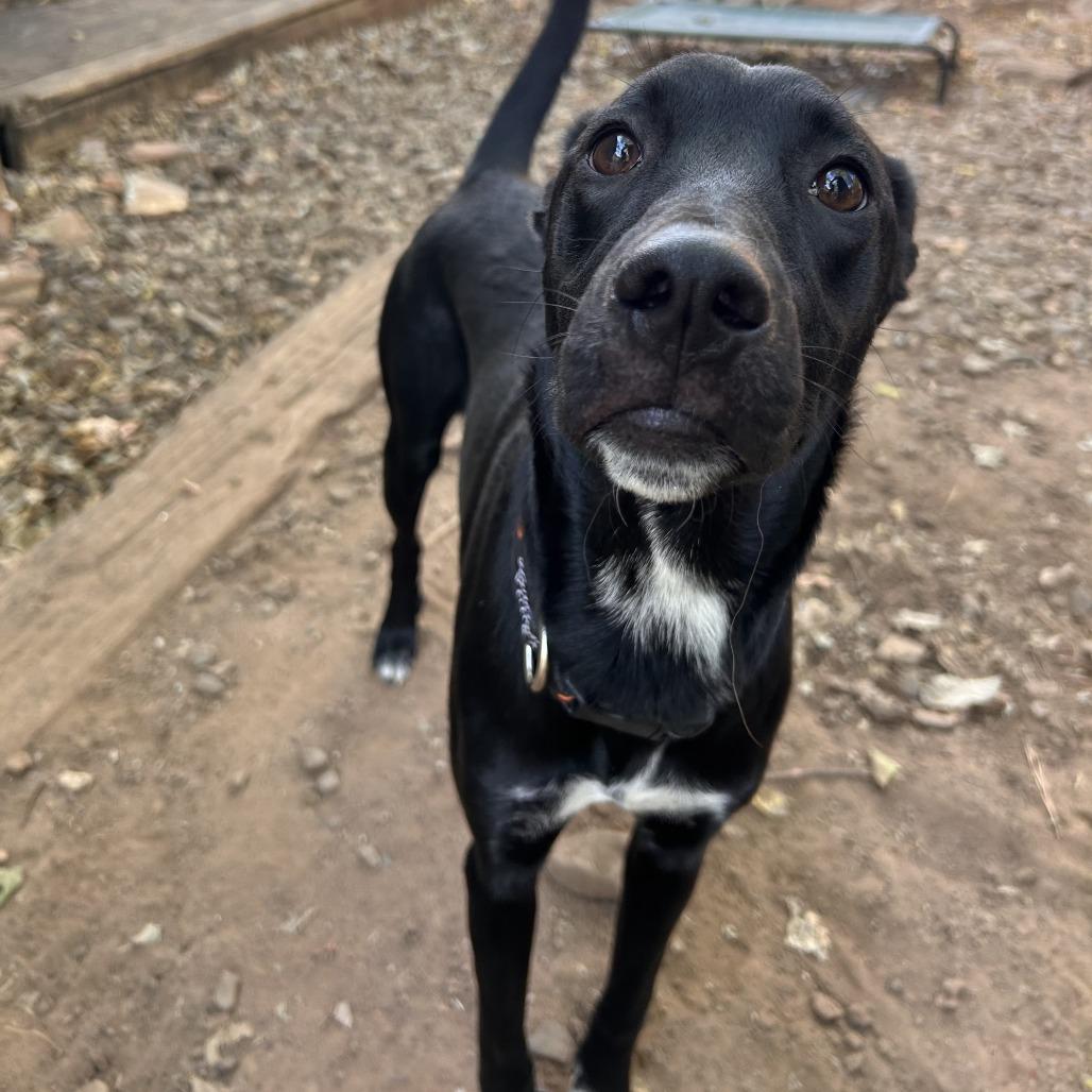 Enlarge Midnight, a Adoptable mixed breed in Fayetteville, AR image 6/6