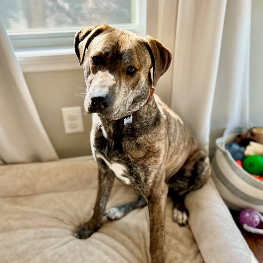 Twister, Adoptable, Adult Male Pit Bull Terrier.