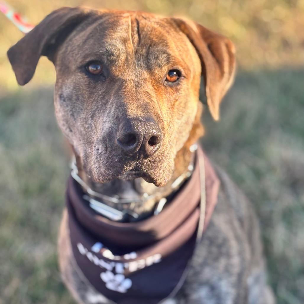 Enlarge Twister, a Adoptable Pit Bull Terrier in St. Peters, MO image 2/6