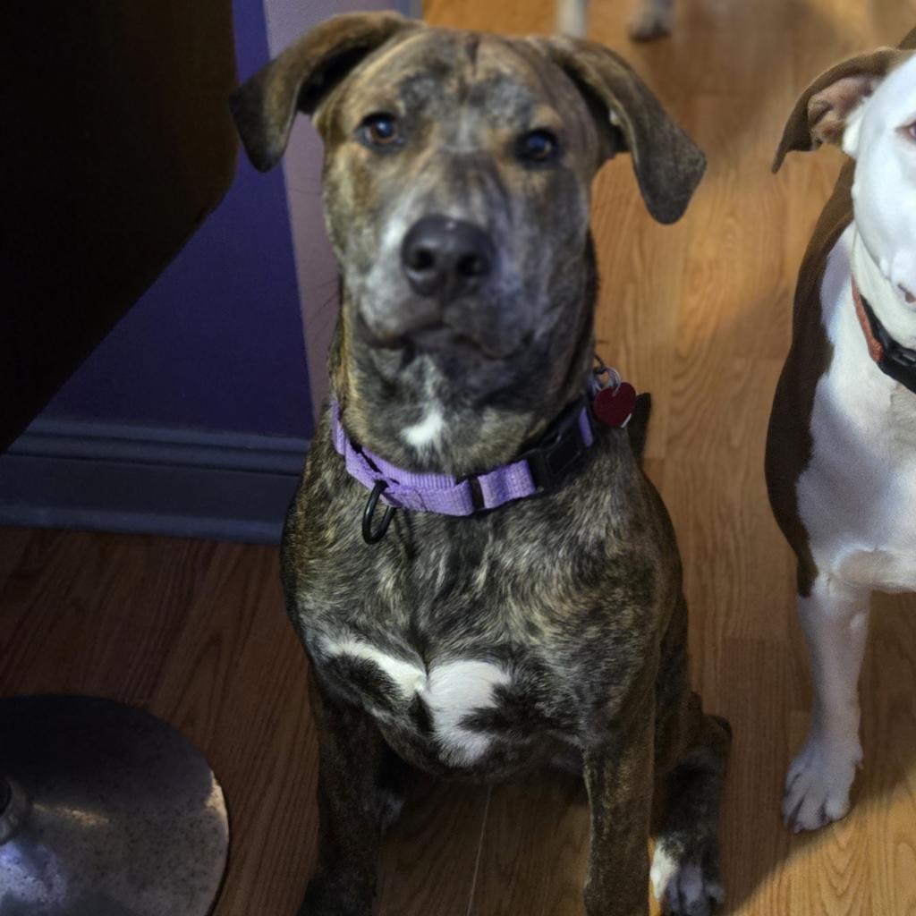 Twister, Adoptable, Adult Male Pit Bull Terrier.