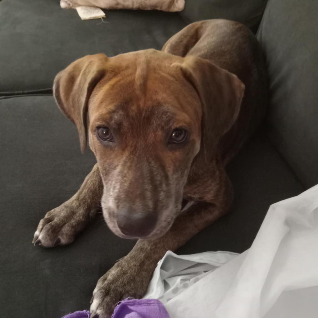 Enlarge Twister, a Adoptable Pit Bull Terrier in St. Peters, MO image 2/6